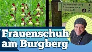 Frauenschuh am Burgberg Bevern - Wandern Lebensraumroute LLE Burg Everstein und Orchideenwiese