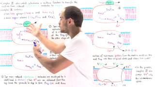 Complex IV of Electron Transport Chain