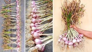 Growing Garlic harvested Bulbs at home in the easiest way | Gardening with TEO