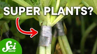How Plant Grafting Actually Works and Why It's So Cool