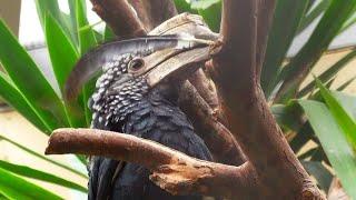 Nashornvogel Hornvogel spielt mit seiner Feder  Hornbill Bird Sounds