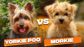 Yorkie Poo vs Morkie: Which One Is The Better Dog Breed For You?