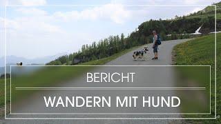 Wandern mit Hund | Tipps inkl. toller Einblicke in Wanderung von der Winklmoosalm zur Steinplatte