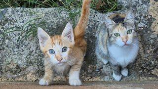 Hungry mother cat wants food for herself and her little kitten.