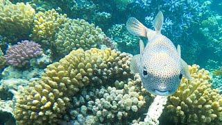 Découvrez le Diodon hystrix Linnaeus ou poisson grand porc-épic en action