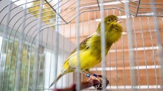 You Should NOT Listen to This Canary Singing – It’s Too Addictive!