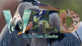 WILD in The Palm Beaches Special PBTV NOW Episode