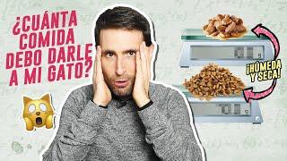 ¿Qué CANTIDAD EXACTA de comida HÚMEDA + SECA darle a tu gato? ️ ¿Cuánto debe comer?