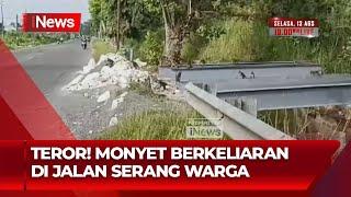 Kawanan Monyet Berkeliaran di Jalan Ring Road Timur Bangkalan, Jawa Timur - iNews Pagi 11/08