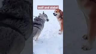 Кто кого? Волк против Алабая. Who will win? Wolf vs alabai.