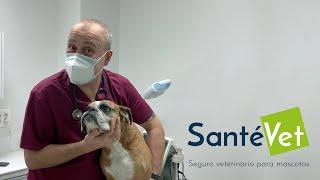 ¿Qué cobertura tienen los seguros para mascotas de SantéVet?