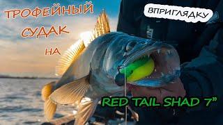 Трофейный судак на LJ Red Tail Shad 7”