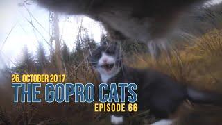 Cat with GoPro : big fight and mouse catch : Ep 66