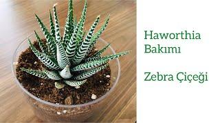 Haworthia-Zebra Çiçeği-Yılan Derisi -Nasıl Bir Toprağa Dikmeliyiz? Toprak Değişimi-Sulama-Çoğaltma