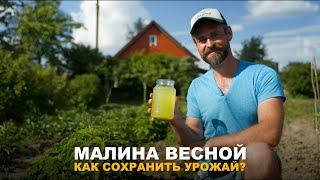 МАЛИНЫ БУДЕТ МНОГО. Обработка от болезней и вредителей.