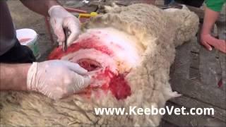 C Section In Sheep Performed By Veterinarian