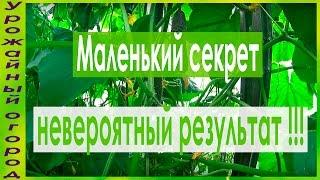 ЧТОБЫ ЛИСТЬЯ ОГУРЦОВ НЕ ЖЕЛТЕЛИ!!!ПРОСТОЙ СПОСОБ!!!