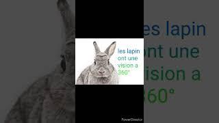 la vision des lapins #lesaviezvous #lapin #shorts