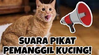 SUARA KUCING MEMANGGIL TEMANNYA