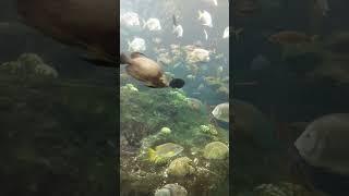 Must Watch for Fish Lovers - Huge Aquarium!