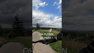 Quand t'amènes ton chien en VTT et que ca commençait si bien ! Vidéo à venir. #Shorts #VTT #Akita