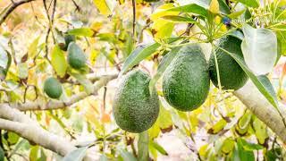 How to Grow Avocado Tree From Pit