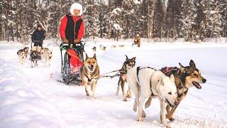 Husky Safaris in Pello, Lapland - an Arctic Circle destination for excursions in Finland