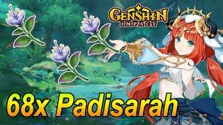 Genshin Impact - Guide 68x Padisarah in Sumeru für Nilou farmen!