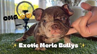 My First Exotic Micro Bully Litter ‍ *8 Week Update*