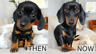Then and Now. Dachshund from puppy to adult.