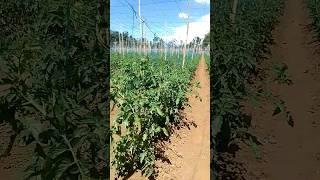 Tomato Farm #yooragardentips #tomato #shortvideo #short #gardening