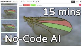 Create and Measure Fruit Fly Wings in Minutes with Datamarkin’s No-Code AI