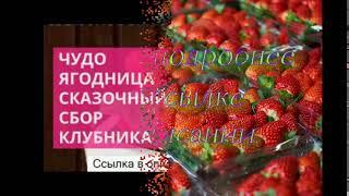 купить клубнику зефир