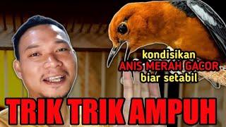 trik trik ampuh‼️ kondisikan burung ANIS MERAH biar setabil bunyi gacor dan teler