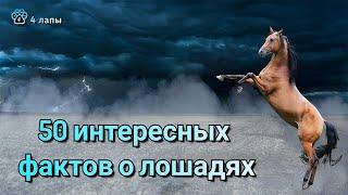 50 интересных фактов о лошадях