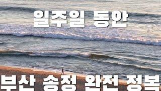 [부산 여행 vlog] 일주일 동안 송정에만 머물며 송정 맛집 뽀개기 | 송정집 | 낙불집 | 캡슐 열차 | 수림식당 | 더가마 |