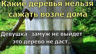 Какие деревья нельзя сажать возле дома. 6 деревьев, от которых лучше избавиться и не высаживать