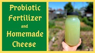 Supercharge Your Soil and Body With Lactic Acid Bacteria Serum- Homemade Probiotic Fertilizer - LABS