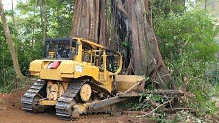 CAT D6R XL Bulldozer-Fahrer versucht, großen Baum zu schieben, hier ist, was passiert ist