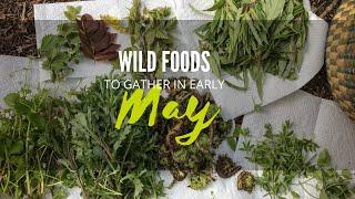 Northwest Foraging - Wild Foods to Gather in Early May | PNW from Scratch