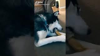 Watch your dog's reaction to this simple trick #fail #dog #husky