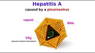 Hepatitis A (Hepatovirus A)