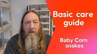 Baby corn snake care guide