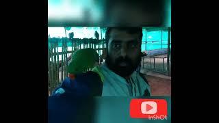 Green parrot speaking and playing [ MUST WATCH] - yelagiri - Redxxxploitz