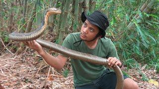 King cobra penunggu hutan bambu