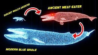 WHALE EVOLUTION in 50,000,000 years [3D Hologram Animation]