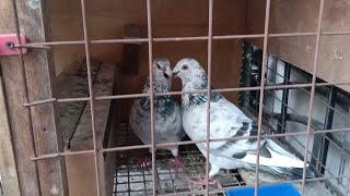 ISLAND BORN TAIWAN PIGEON PAIRING LALANDI MAGKAPATID KAYO 