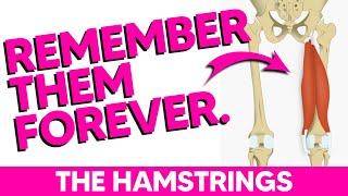 Hamstring Anatomy Mnemonics - Origin, Insertion, Innervation & Action