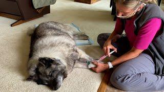 Saying Goodbye to Our 14 Year Old Norwegian Elkhound – Euthanasia in Our Home