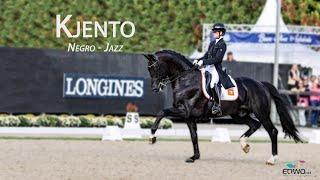 Kjento (Negro – Jazz) Dutch Warmblood Stallion